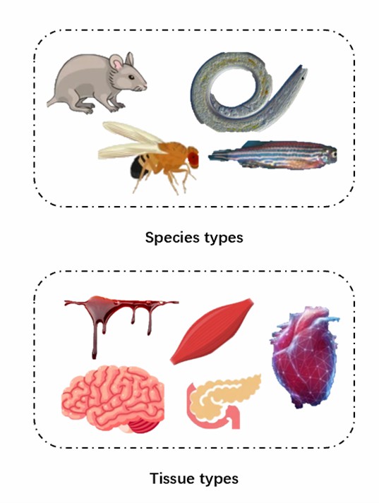 Age prediction from transcriptome