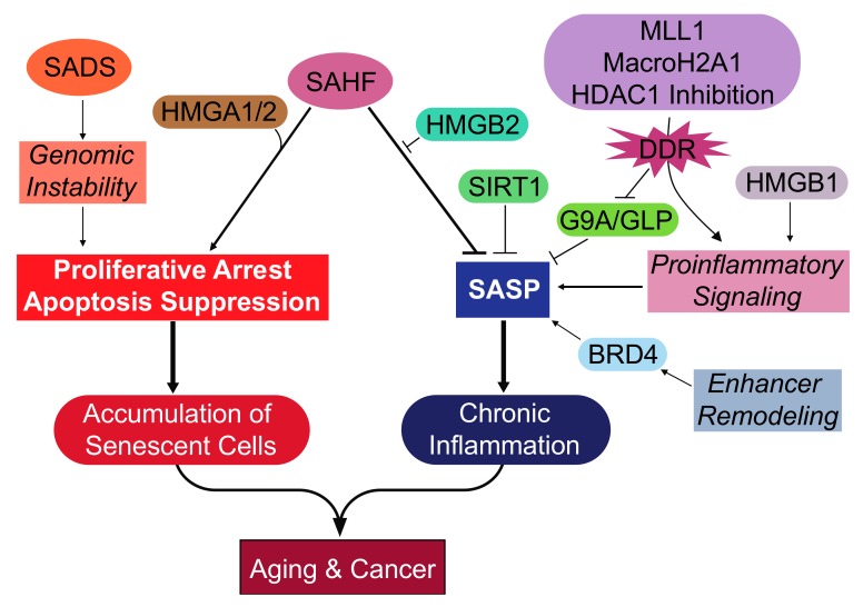 Overview of the epigenetic events and effectors during cellular senescence.