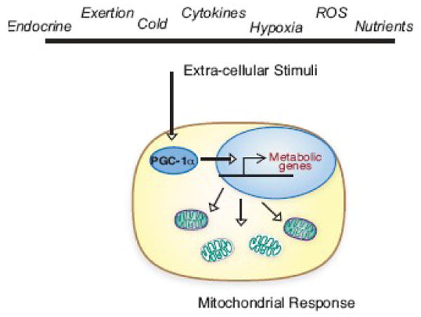 Loss of mitochondrial plasticity and the ability to respond appropriately to changes in the cellular environment may contribute to metabolic derangements associated with the aging process.