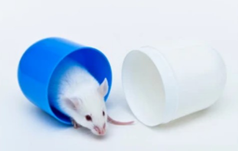 In vivo pharmacology services