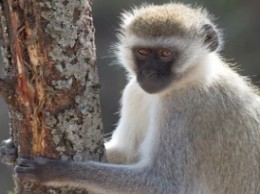 Customization-of-Aging-Animal-Models-2