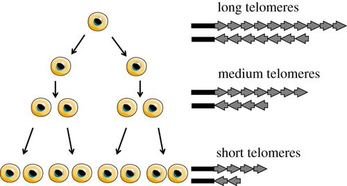 Telomeres shorten with cell division